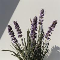 Отдушка LAVENDER RC0000036010 (Лаванда)