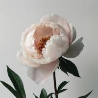 Отдушка Peony KD0370A (Пион (бутон))