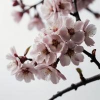 Plum sakura KE64951 (Слива и сакура)