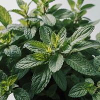 Отдушка Garden mint KE81630 (Садовая мята)