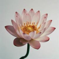Отдушка Lotus KD0064 (Водяная лилия)